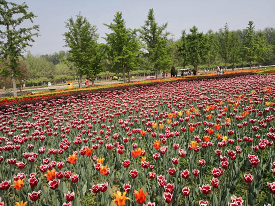 Indahnya di Kebun Raya Beijing, Ada Hamparan Bunga Tulip Juga!