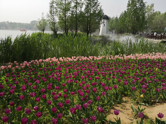 Indahnya di Kebun Raya Beijing, Ada Hamparan Bunga Tulip Juga!
