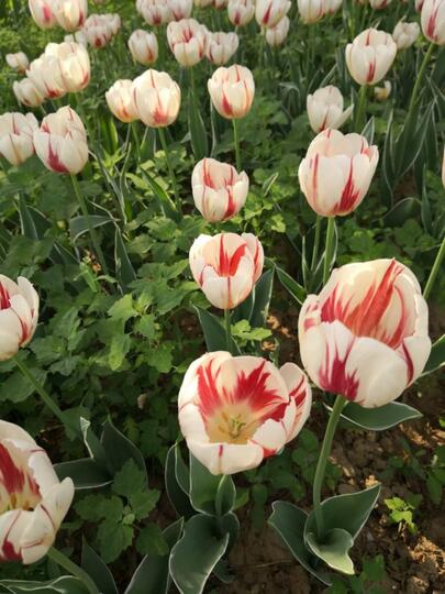 Indahnya di Kebun Raya Beijing, Ada Hamparan Bunga Tulip Juga!