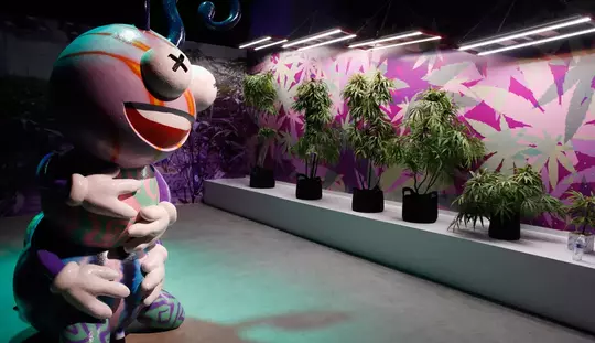 Museum Ganja Las Vegas Tampilkan Bong Tertinggi di Dunia
