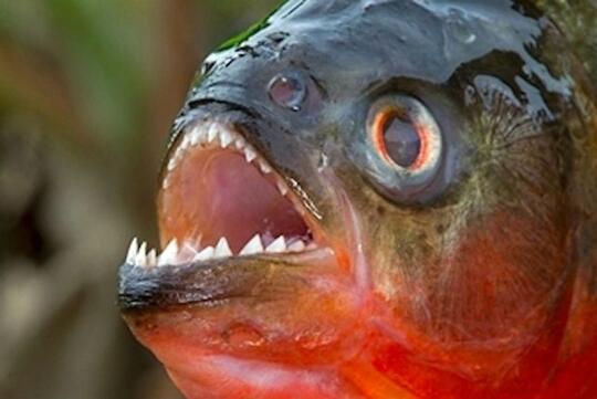 Pertama di Dunia! Restoran Ini Sajikan Ramen Ikan Piranha