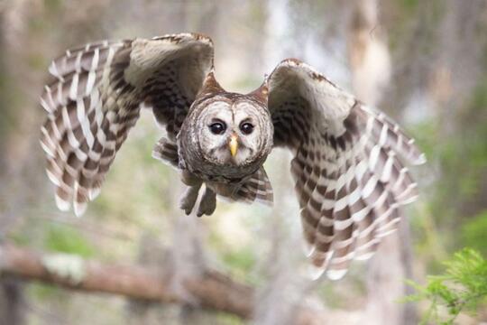 5 Burung Paling Berbahaya Di Dunia Ada Yang Pernah Kamu Temui