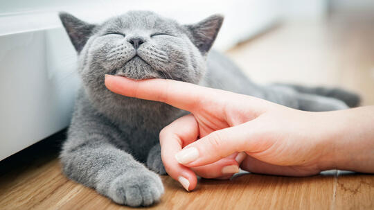 Ternyata Pelihara Kucing bisa Cegah Stroke dan Penyakit Jantung!