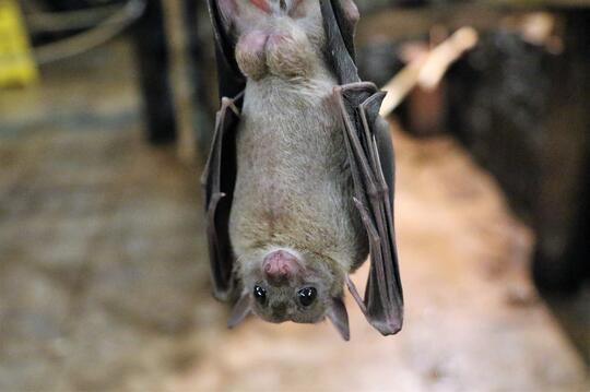 Nipah, virus ganas yang siap mengancam eksistensi manusia