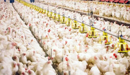 10 Juta Telur Siap Tetas akan Dimusnahkan Demi Dongkrak Harga Ayam