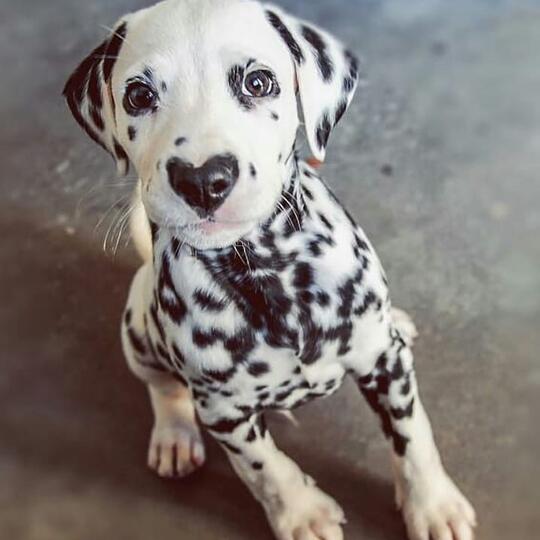 Pupstime Daily Update Semua Tentang Anjing Everything About