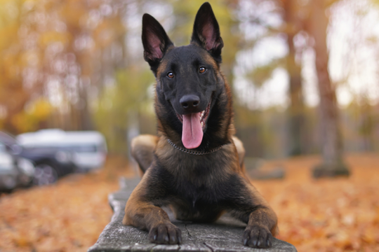 7 Fakta Seputar Anjing Belgian Malinois Apakah Benar Seganas Itu