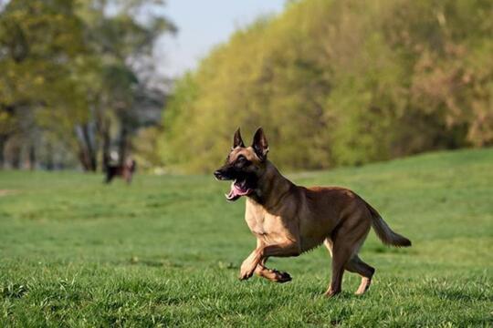 7 Fakta Seputar Anjing Belgian Malinois Apakah Benar Seganas Itu