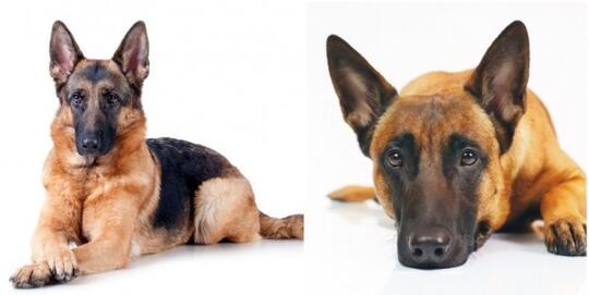 7 Fakta Seputar Anjing Belgian Malinois Apakah Benar Seganas Itu