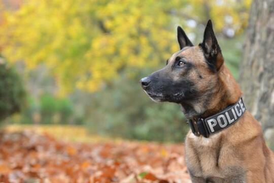 7 Fakta Seputar Anjing Belgian Malinois Apakah Benar Seganas Itu