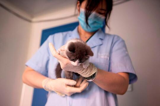 Kucing Kesayangannya Mati, Pengusaha Muda Tiongkok Memilih Kloning