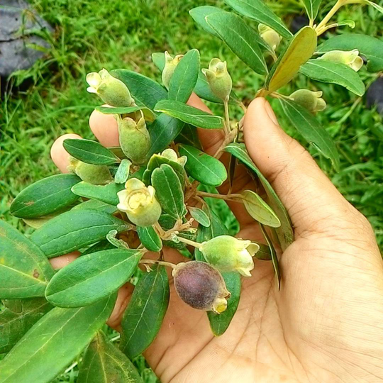 Favorit Buah Dari Hutan Kalimantan Ini Sudah Mulai Langka Kaskus