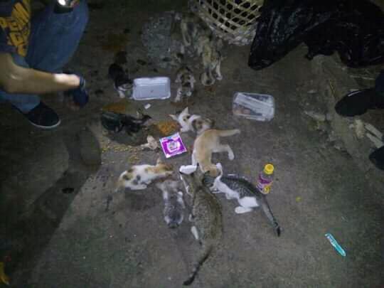 Viral Pemuda Memberikan Makanan dan Obat Ke Puluhan Kucing Jalanan, Mengharukan Gan!