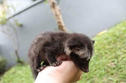 Gak Bakal Nyesel, Pelihara Musang Yuk, Gan!