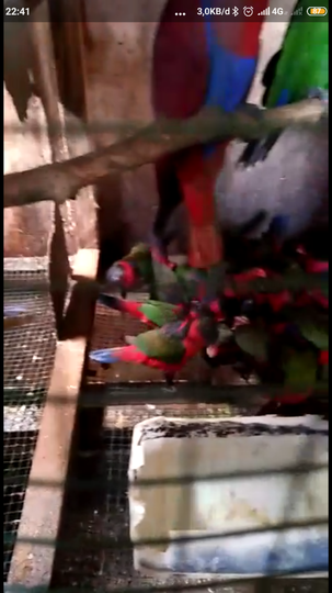 50++ Burung nuri kepala hitam harga terbaru