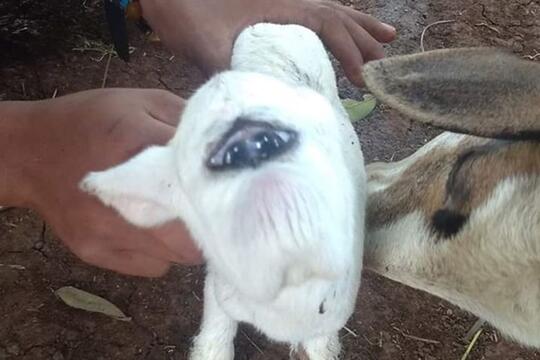 Anak Kambing Bermata Satu di Bogor Bikin Merinding Warga Saat Melihatnya