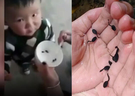 Ingin Anaknya Pintar dan Gemuk, Ibu Suapi Anaknya Kecebong Hidup