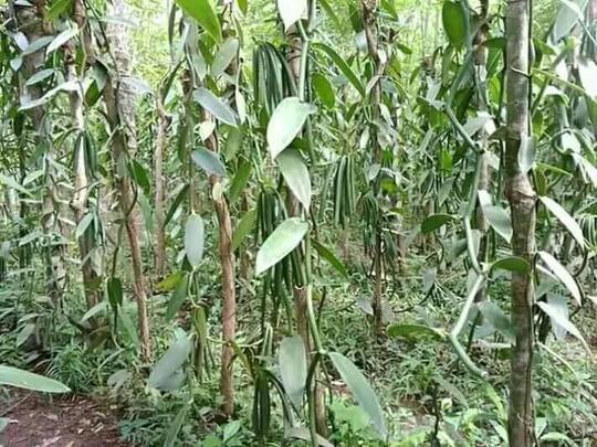 Budidaya Vanili, Si "emas hijau" yang menguntungkan !!!