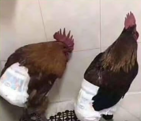 Ngakak! Pesan Jasa Pengantaran, Ayam Ini Dipakaikan Pempers, Kenapa ya?