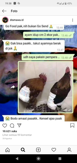Ngakak! Pesan Jasa Pengantaran, Ayam Ini Dipakaikan Pempers, Kenapa ya?