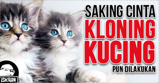 Tiga Puluh Lima Ribu Dollar Biaya Untuk Mengklon Kucing Ini, Hasilnya Kok Begini?