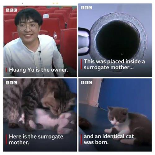 Tiga Puluh Lima Ribu Dollar Biaya Untuk Mengklon Kucing Ini, Hasilnya Kok Begini?