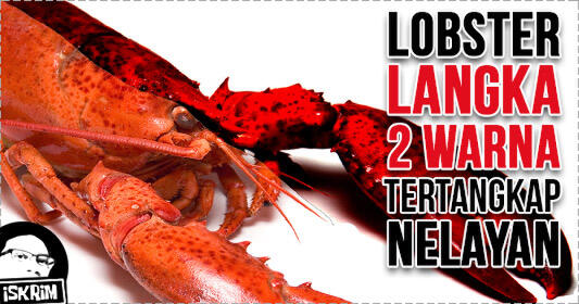 Lobster Super Langka 2Face Tertangkap Nelayan, Untung Belum Dimasak!