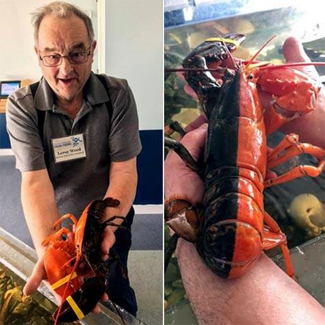 Lobster Super Langka 2Face Tertangkap Nelayan, Untung Belum Dimasak!