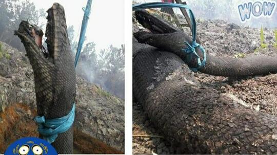 Ngeri! Ular Yang Diduga Mirip Anaconda, Mati, Akibat Kebakaran Hutan