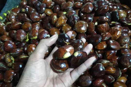 Cara Memilih dan Menyimpan Jengkol untuk Membuat Semur Jengkol