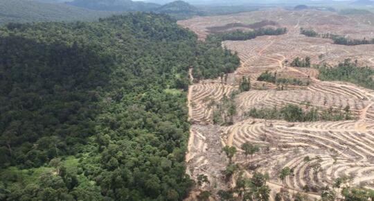 Jika Ibu Kota Pindah Ke Kalimantan, Bagaimana Nasib Hutannya?