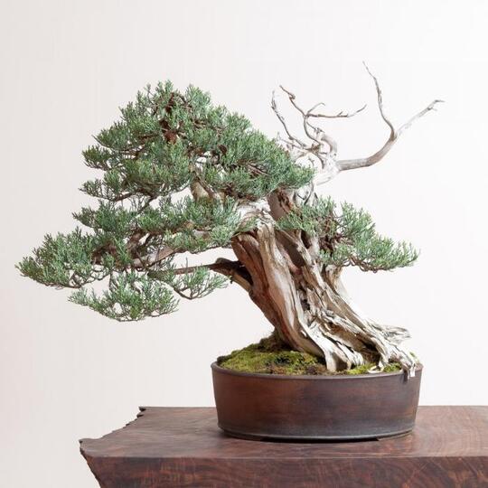 8 Bonsai Cemara Bergaya 'Shari' Yang Bikin Penggemar Bonsai Ngiler