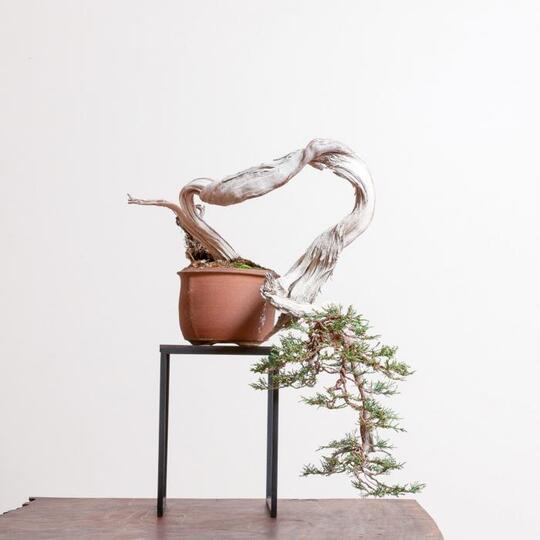 8 Bonsai Cemara Bergaya 'Shari' Yang Bikin Penggemar Bonsai Ngiler