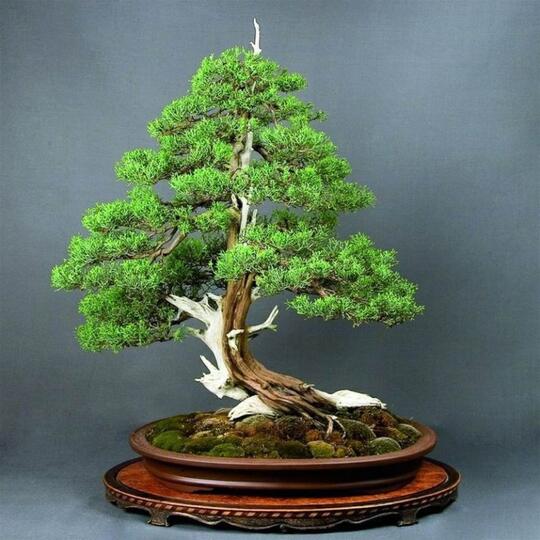 8 Bonsai Cemara Bergaya 'Shari' Yang Bikin Penggemar Bonsai Ngiler