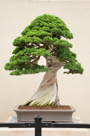 8 Bonsai Cemara Bergaya 'Shari' Yang Bikin Penggemar Bonsai Ngiler