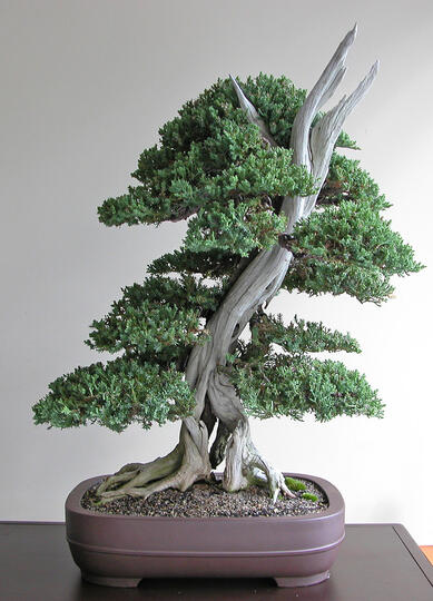 8 Bonsai Cemara Bergaya 'Shari' Yang Bikin Penggemar Bonsai Ngiler