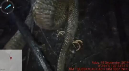 Heboh Ular 'Berkaki' Jadi Korban Kebakaran Hutan di Riau