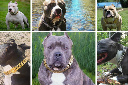 Fakta Menarik Tentang Anjing Pitbull Kaskus