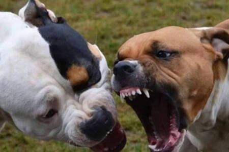 Fakta Menarik Tentang Anjing Pitbull Kaskus