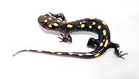 17+ Hewan purba salamander raksasa update 