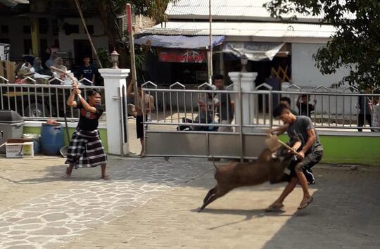 Duel dengan Babi Hutan di Halaman Masjid, Warga Terkapar