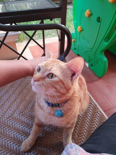 sista akan dapat banyak manfaat ini jika pelihara kucing