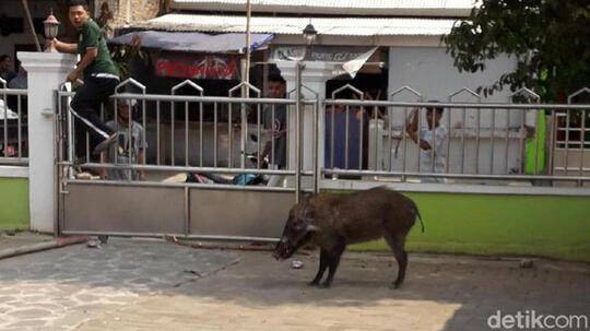 Heboh Babi Masuk Masjid: Ibu-ibu Teriak, Si Babi Mati Ditembak