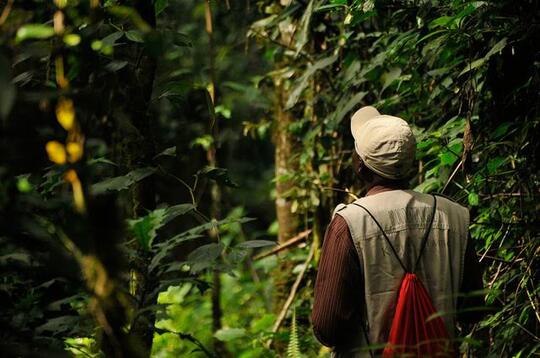 Negara Berbahasa Jawa Ini Berhasil Mempertahankan Hutan 98% dari Luas Negaranya