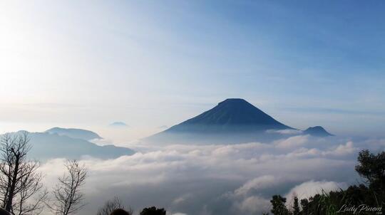 Purwaceng, Obat Kuat Asli Pegunungan Dieng
