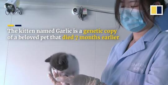 Ilmuwan China Berhasil Membuat Kloning Pertama Kucing Yang Diberi Nama Garlic 2.0