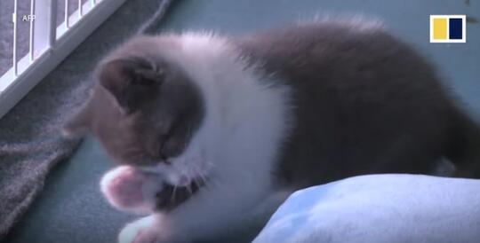 Ilmuwan China Berhasil Membuat Kloning Pertama Kucing Yang Diberi Nama Garlic 2.0
