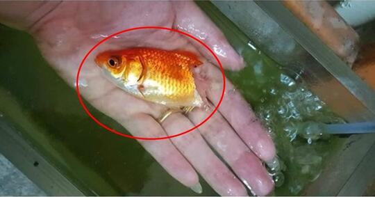 KISAH WANITA RAWAT IKAN HAMPIR MATI, ENDINGNYA TAK TERDUGA