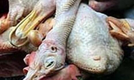 Waspada! Ciri-ciri Daging Ayam Ini Bisa Menyebabkan Kematian