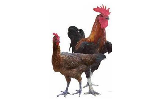 Fakta Jelek Ayam Kampung